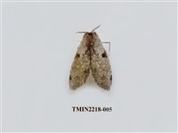 藏品(小點枝背舟蛾)的圖片